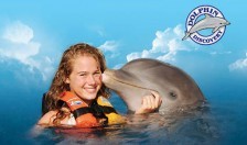 Dolphin Discovery