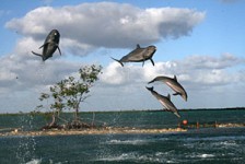 Dolphin Cove
